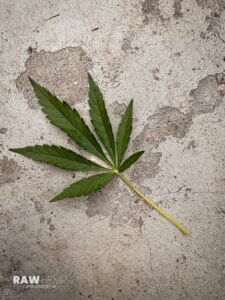 Cannabis leaf and gray background